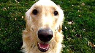 LOVEABLE Golden Retriever playing barking and having fun [upl. by Putnam]