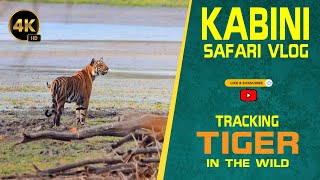 Kabini Safari Vlog  Tracking Tiger in the Wild  Kakanakote Elephants kabiniwildlife [upl. by Aicarg930]