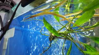 Freshwater Pipefish [upl. by Aisyat271]