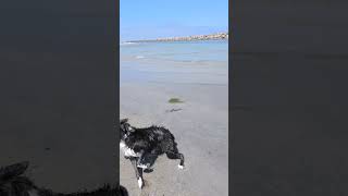 Before amp After  Lady dogvideos dogtube dogshorts beachdogs dogbeach happydogs doglife [upl. by Bill370]