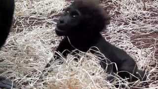 Gorilla Baby  Drill Familie  Siamangs  Orang Utans  Tierpark Hellabrunn [upl. by Aneelak]