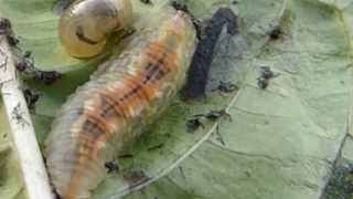 Syrphid flies  Larvae  Sveifflugulirfa  Blómaormur  Skordýr  Pöddur [upl. by Beeck278]