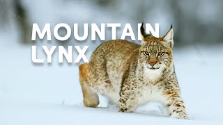 The Life Of The Mighty Lynx Predator In Europes Forests  Wildlife Documentary [upl. by Kendrah]