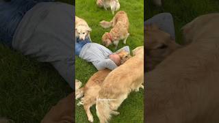 The cuddliest Golden Retriever 💙 goldenretriever dog doglover funnydogs [upl. by Onyx]