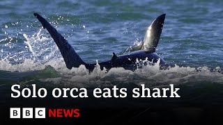 Killer whale hunts and eats great white shark  BBC News [upl. by Elleina]