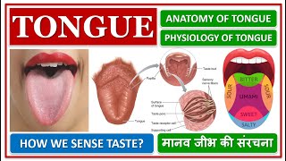 TONGUE ANATOMY AND PHYSIOLOGY STRUCTURE FUNCTION HOW WE SENSE TASTE मानव जीभ की संरचना कैसी हे [upl. by Moran]