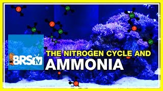 Week 13 Ammonia Not as Simple as You Think The Ideal Tank Cycle 52 Weeks of Reefing [upl. by Yknip]