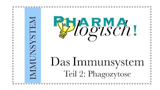 Das Immunsystem  die Phagozytose [upl. by Anneehs924]