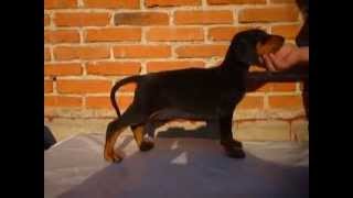 Doberman  Cachorros doberman con registro  Tel Méx 015584885050 [upl. by Alduino]