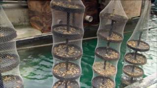 Oyster Farming at Tio Point [upl. by Dylan]