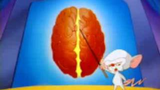 pinky y cerebro partes del cerebro [upl. by Leryt553]