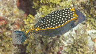 Facts About Boxfish [upl. by Adriano908]