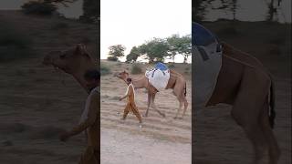 Camel walking in the desert ytshorts camel animals shorts camelinthedesert shorts camellove [upl. by Vez]