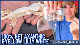 BEAUTIFUL Crested Gecko Unboxing Lilly White amp 100 Het Axanthic [upl. by Ambler]