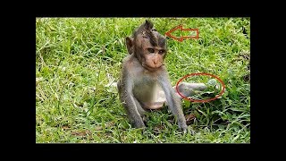 Broken legs baby MONKEY his life nearly death [upl. by Joline]