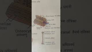 Human Skeletal Systembiology lifescience anatomy [upl. by Ainoz]