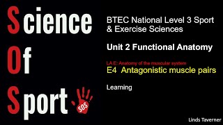 Unit 2 Functional Anatomy  E4 Antagonistic muscle pairs [upl. by Jimmie264]