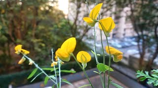 SUNN HEMP Cover crop for WARM weather  best COMPANION Plant for the Home Gardener  Attracts Bees [upl. by Sahcnip]