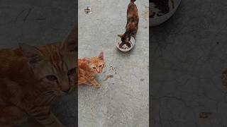 SI OYEN MEMELAS MAKANANNYA DIREBUT SI BELENG‼️😾😼😁 [upl. by Mllly]