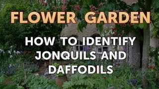 How to Identify Jonquils and Daffodils [upl. by Sarene]