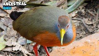 Delightful GreyCowled Wood Rail [upl. by Thurber]