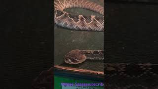 Eastern Diamondback Rattle Snake venomoussnake snakevideo snakespecies ruggedbeauty serpents [upl. by Amol]