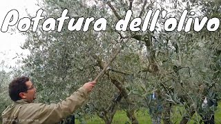 Corso di potatura dellolivo teoria pratica trucchi ed errori da evitare [upl. by Ys]