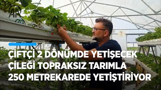 2 dönümde yetişecek çileği topraksız tarımla 250 metrekarede yetiştiriyor [upl. by Gilmore]