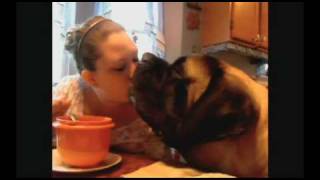 ALL ABOUT THE ENGLISH MASTIFF THE WORLDS LARGEST DOG [upl. by Borg116]