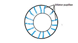 Iriss muscle dilator pupillae [upl. by Glenn222]