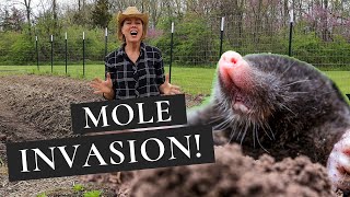 How to Get Rid of Moles in the Garden Moles Be Gone [upl. by Iow]