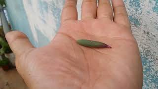 RUBY NECKLACE LEAF PROPAGATION [upl. by Amelita]