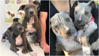 Puppies surrendered at the shelter because of their mange with lots of love they got a better life [upl. by Martz]