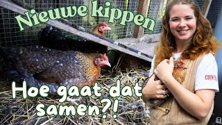 We hebben NIEUWE kippen  Kippen in een Rijtjeshuis  Hoe heten ze deze keer [upl. by Akins611]