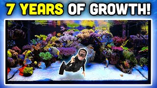 INSANE Reef Aquarium Keys to AMAZING Coral Growth and Fish Keeping [upl. by Livia]