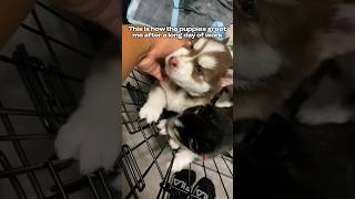 SIBERIAN HUSKY PUPPIES🤧🫶 siberianhusky dogbreed cute puppy huskyowner dogtype puppylife [upl. by Hessney]