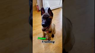 ❌❌❌Belgian Malinois training dog malinois becgiegermanshepherd dogtraining pets dog [upl. by Maia840]