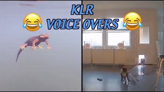 Funny Animal Voiceovers  Dog Floods House [upl. by Fabi]