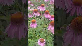 Echinacea purpurea 🌸✨️🌿 echinacea flowers gardenflowers [upl. by Nawrocki148]