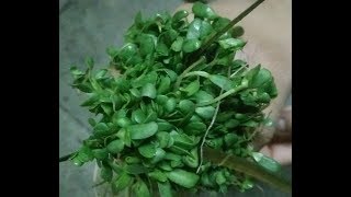 Small methi ki sabji बारीक मेथीची भाजी Barik methichi bhaji recipe [upl. by Alison]