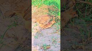 Dakhni teetar ki crossing shorts teetarshortvideo teetar kalateetarvoice wildlife [upl. by Neff306]