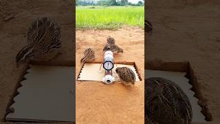 Strange new bird trap  Quail trap shorts [upl. by Toulon745]