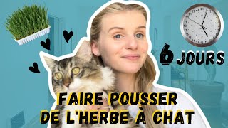 FAIRE POUSSER DE LHERBE À CHAT EN 6 JOURS [upl. by Lleval]