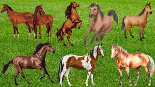 Horse Sound Effect  Horse Neighing  Farm Animal Sound [upl. by Ennyroc]