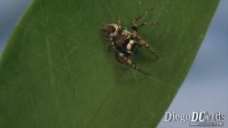 Phidippus sp jumping spider building web Salticidae [upl. by Chemarin765]