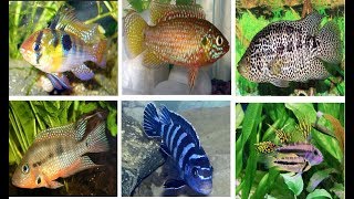 10 Most Popular Freshwater Cichlid Fish [upl. by Odracir]