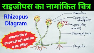 राइजोपस का चित्र  rhizopus diagram  bread mould diagram  rhizopus ka chitra  ब्रेड मोल्ड चित्र [upl. by Violet76]