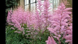 How to Grow Astilbe [upl. by Zennie593]