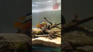 Salvini Cichlid amp Friends shorts short fishvlogs salvini fish aquarium [upl. by Vidovik]