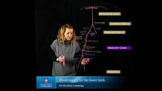 Blood Transfusion Procedure Nursing  Reaction Types Complications HemolyticFebrile NCLEX [upl. by Ambert]